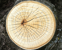 Свойства древесных и пород и сферы их применения